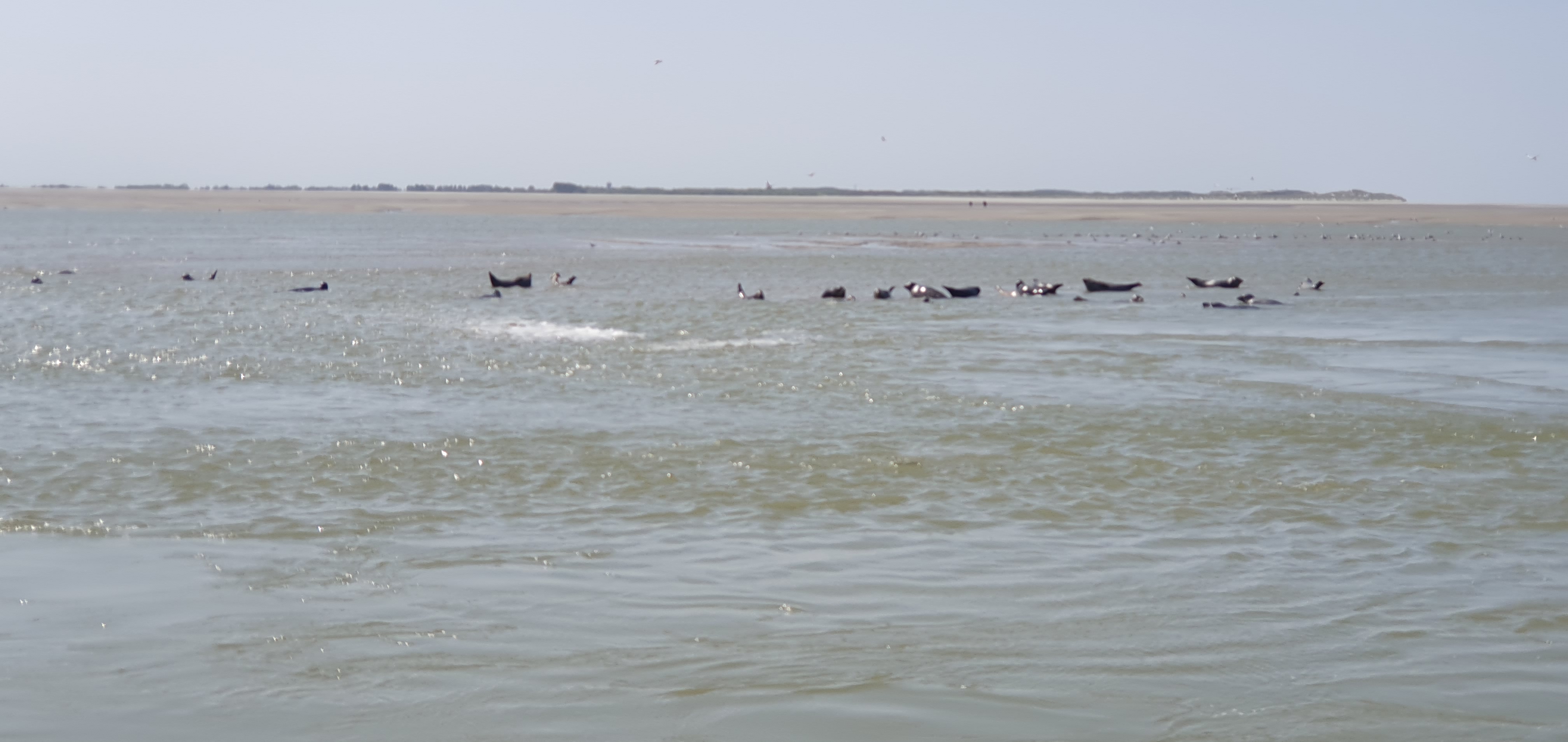 Espace des phoques, Berck